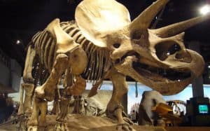 Dinosaur Facts for Kids- Museum skeleton display