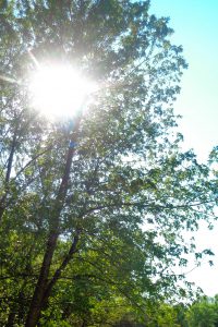 Trees and sun at the park