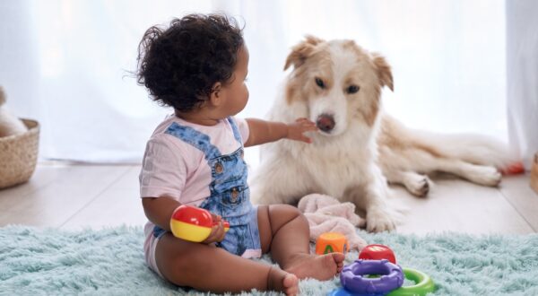 Dog and Toddler Safety